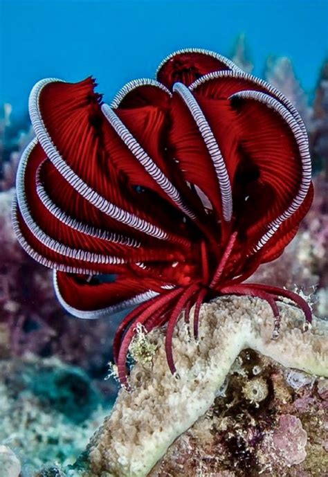 Paul Rumbold On Twitter Rt Don Dhyb I Think Red Feather Starfish