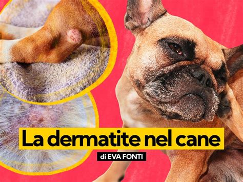 Dermatite Atopica Nel Cane Rimedi Naturali