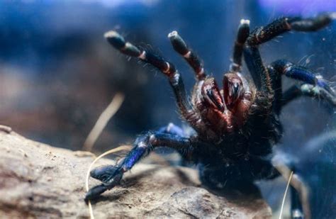 Why Should I Get The Pet Cobalt Blue Tarantula? | Pestclue