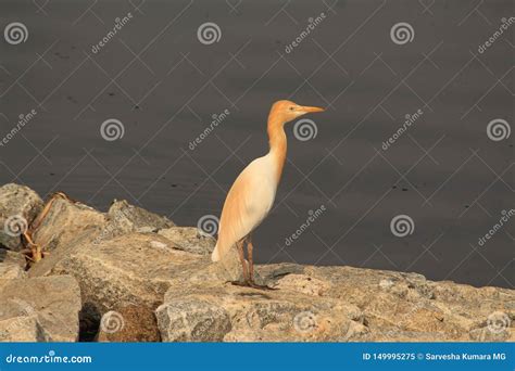 Baby Heron Better Side View Stock Image Image Of Deity Hindu 149995275