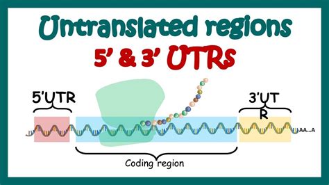 Role Of Promoter Region