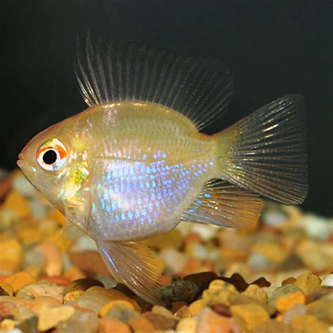 Gold Angel Veil Ram Tropical Fish For Freshwater Aquariums