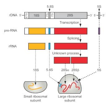 Ribosomal Rna Diagram