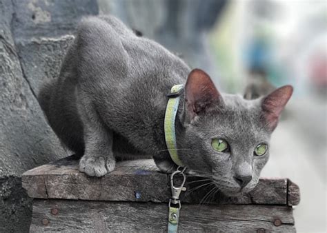 Mengenal Kucing Busok Kucing Asli Indonesia Yang Diakui Dunia