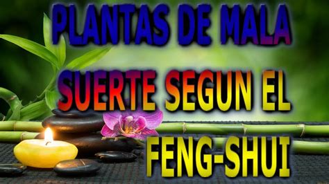 Plantas De La Mala Suerte Segun El Feng Shui Info Garden Youtube