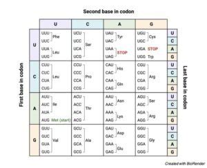 Genetic Code Definition Characteristics Table And Facts