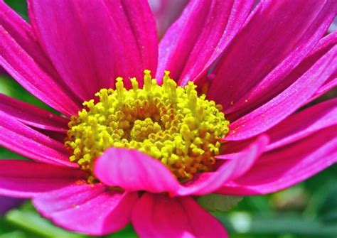 Foto Gratis Polline Nettare Pianta Fiore Petalo Giardino Natura