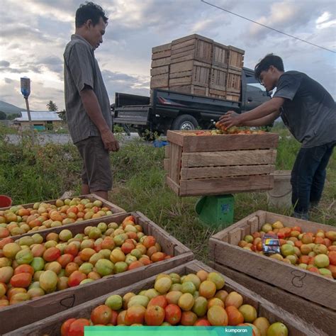 Sepanjang Ntp Stabil Tinggi Tanda Kesejahteraan Petani Membaik