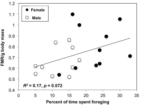 Relationships Between Field Metabolic Rate And Activity In Ring Billed