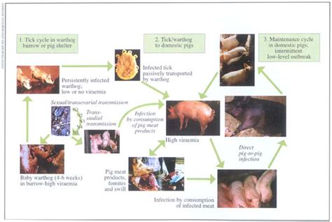 Recognizing African Swine Fever A Field Manual