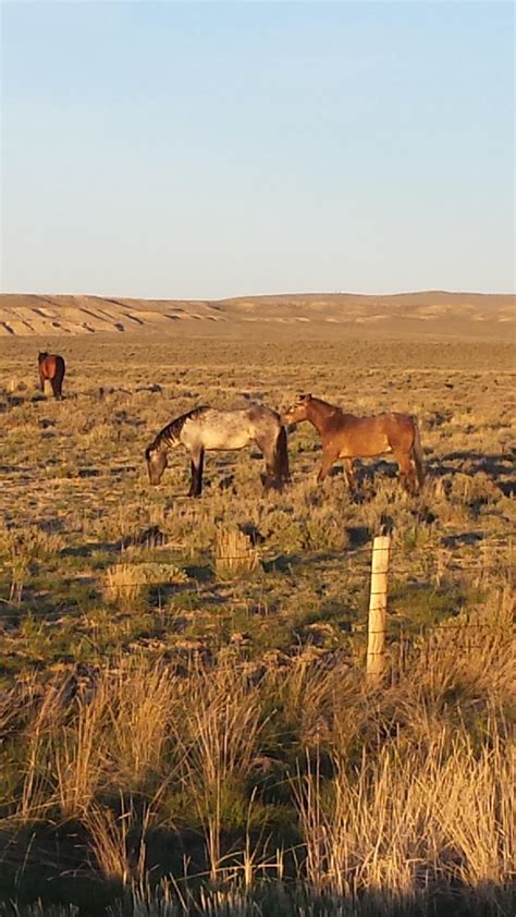 Wild Mustangs by MonocerosArts on DeviantArt