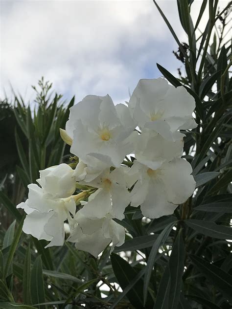 White Oleander White Oleander Bloom Oleander