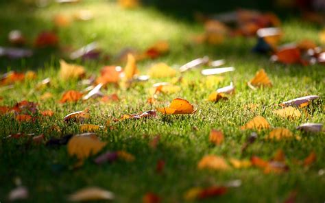 Wallpaper Sunlight Garden Nature Field Green Autumn Leaf