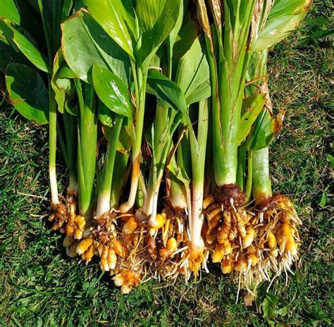 A Comprehensive Guide To Growing Turmeric Curcuma You Can Grow Your