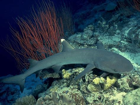 Whitetip reef shark Information and Picture | Sea Animals