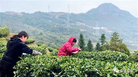 春茶采摘！他们“组团”来福鼎