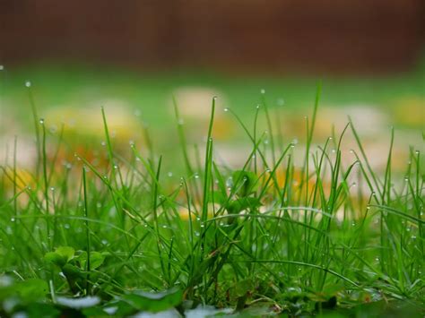 Cool Season Grasses Your Northern Lawn Of Choice