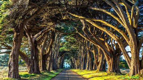 Golden Tunnel | Tree tunnel, Cypress tree tunnel, Point reyes national seashore