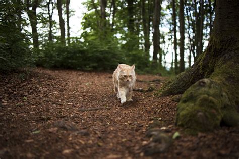 maine coon cat walks through the forest - Photo #4801 - motosha | Free ...