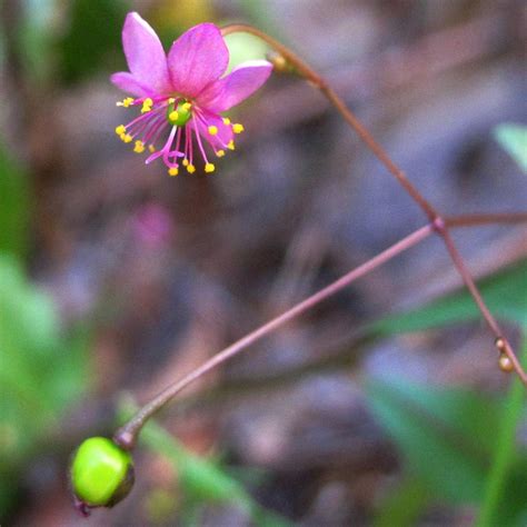 Seinet Portal Network Talinum Paniculatum