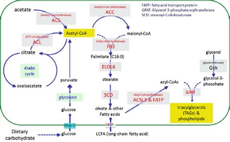 1 The key biochemical reactions and enzymes involved in de novo ...