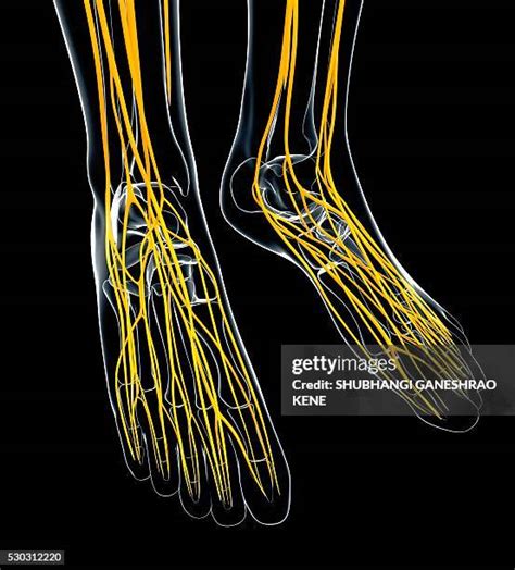 712 Foot Nerves Stock Photos, High-Res Pictures, and Images - Getty Images