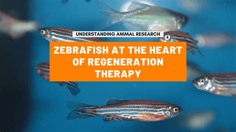 Zebrafish at the heart of regeneration therapy :: Understanding Animal ...