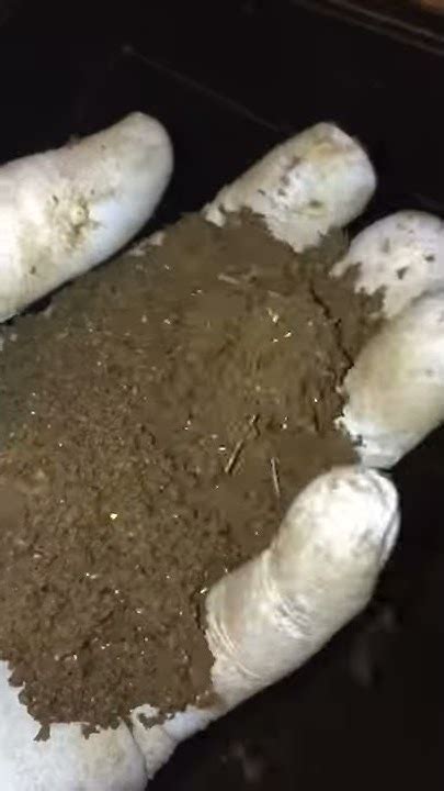 What Should Worm Castings Look Like Youtube