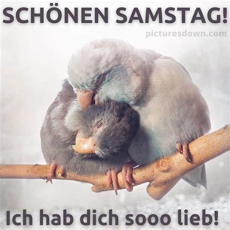 Liebe Guten Morgen Samstag Bild Papageien Picturesdown