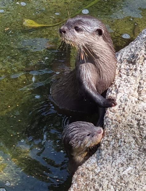 Super Cute Otter Pups - Paradise Park