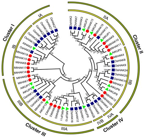 Genome Wide Identification Characterization And Expression Analysis Of