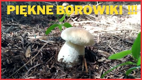 Niedzielne Grzybobranie I Pi Kne Borowiki Grzyby Mushrooms