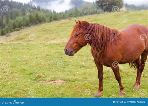 Cavalo De Brown Que Pasta Em Um Pasto Em Um Prado Da Montanha Imagem De