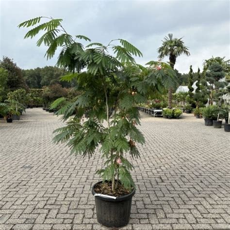 Meerstammige Albizia Julibrissin Ombrella Palmexpert Nl