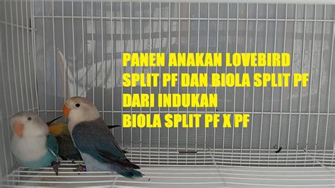 Panen Anakan Lovebird Split Pf Dan Biola Split Pf Dari Indukan Biola