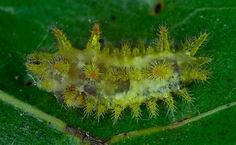 Spiny Oak Slug Euclea Delphinii Bugguidenet