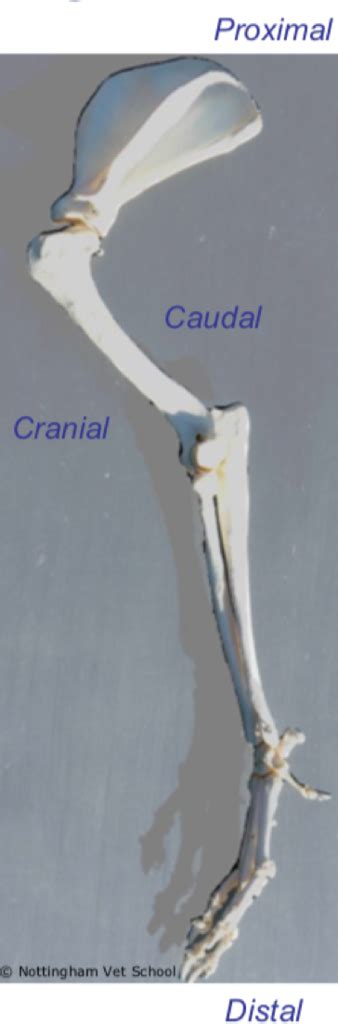 Diagram Of Canine Forelimb Anatomy Quizlet