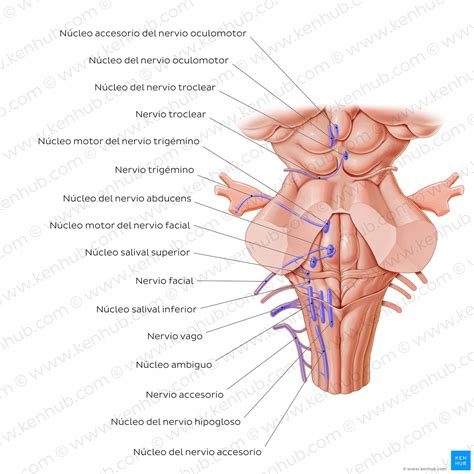 Cerebelo Y Tronco Encef Lico Anatom A Y Funciones Kenhub