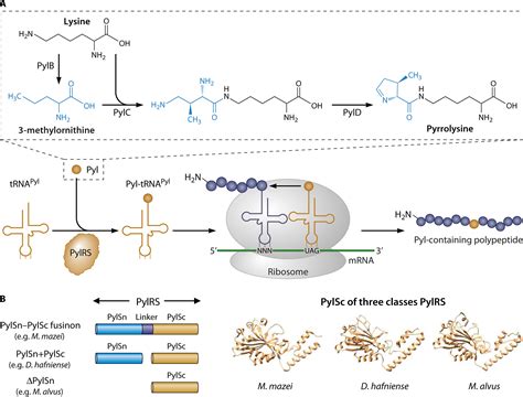 Update Of The Pyrrolysyl Trna Synthetasetrnapyl Pair And Derivatives