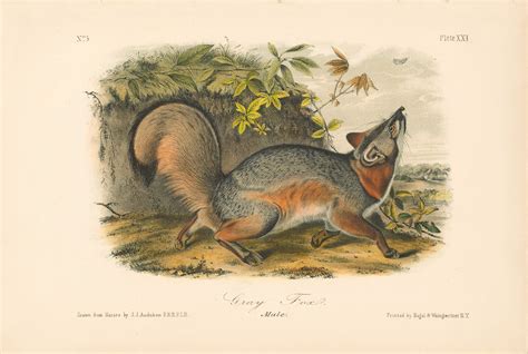 Audubon Bowen Octavo Pl Northern Hare Quadruped Octavo Edition