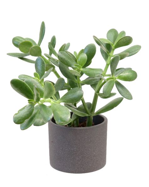 Jade Plant – PLANTS CARE AND NURSERY