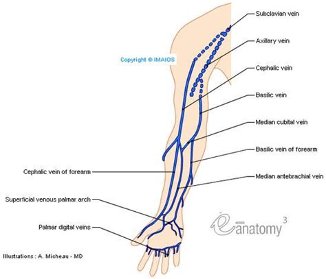 Superficial Veins Of Upper Limb Anatomy Illustrations A Micheau Upper Limb Anatomy