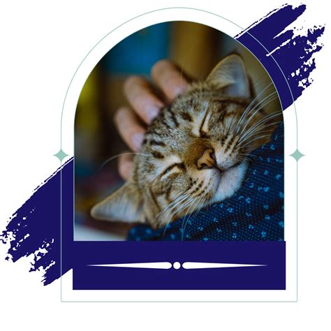 Mission KS Veterinary FAQs | Mission Animal Clinic