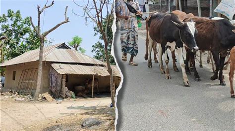 গ্রামের পরিবেশ অনেক দিন পর গ্রামে ঘুরে মোনটা ভরে গেলো Youtube