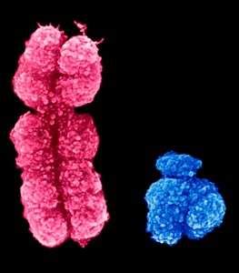 6 12 Sex Chromosomes The Evolution And Biology Of Sex