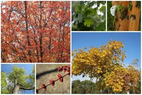 6 Types Of Maple Trees Illinois Including Natives