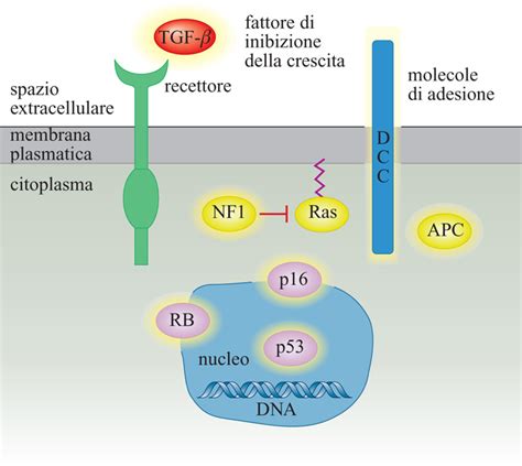 Oncogeni E Oncosoppressori In Enciclopedia Della Scienza E Della Tecnica