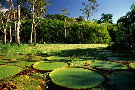 É possível recuperar a Amazônia sem parar de produzir alimentos