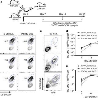 BC CML Cells Survive Despite A Robust Anti H60 CD8 Response A