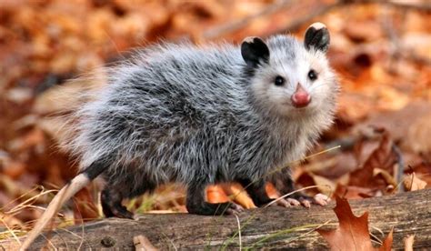 ОПОССУМ ᐈ Фото и описание